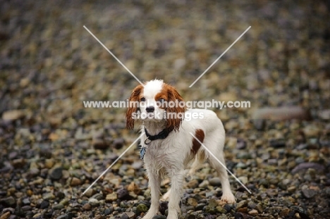 Cavalier King Charles standing wet on stone shore. 