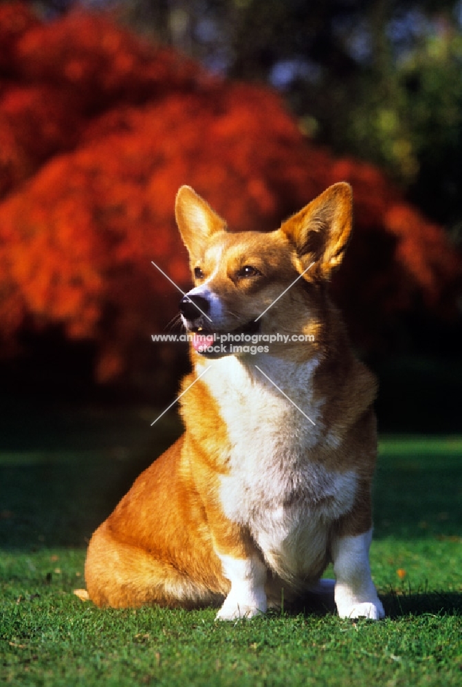 pembroke corgi with flame bush background