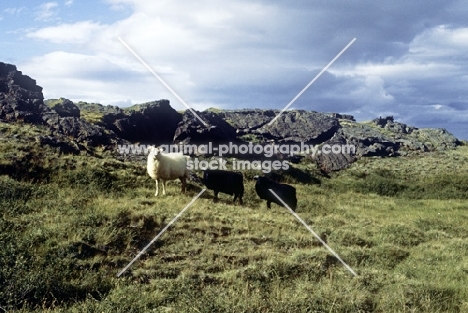 iceland sheep with two lambs beside rocks in iceland