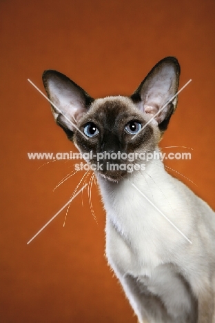 Siamese cat, head study