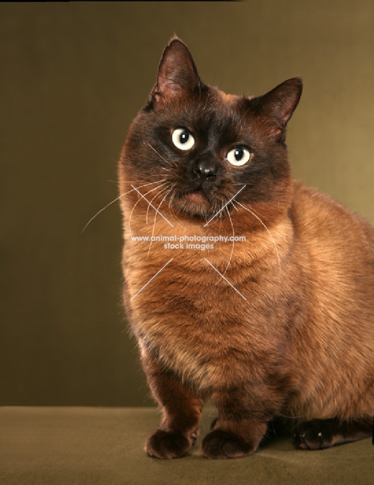 Munchkin cat sitting down