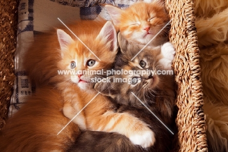 three Maine Coon kittens in basket