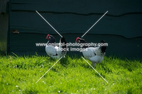 two Lakenfelders (aka lakenvelder) in field