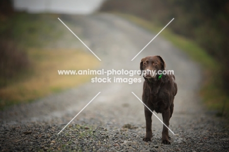 chocolate labrador with a puzzled face standing on a gravel road