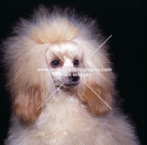 apricot toy poodle puppy, portrait on black background