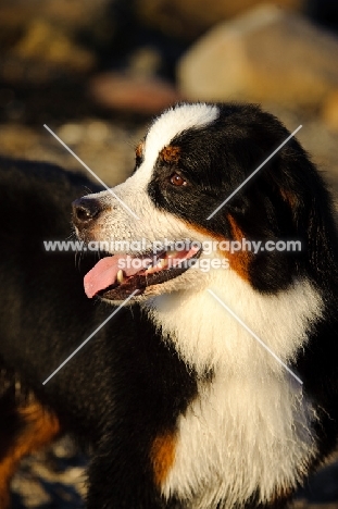 Bernese Mountain Dog