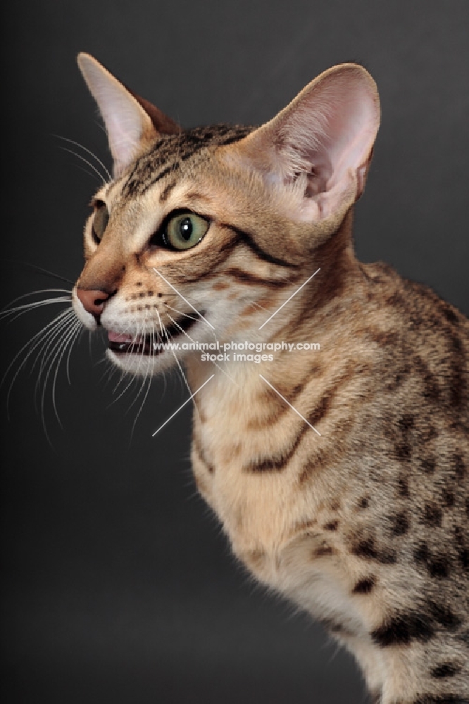 Serengeti cat, beautiful brown spotted tabby markings