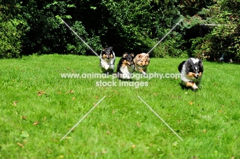 four Shetland Sheepdogs running in field