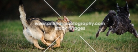 Swedish Vallhund chasing another dog