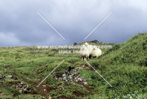 three sheep in iceland in moorland