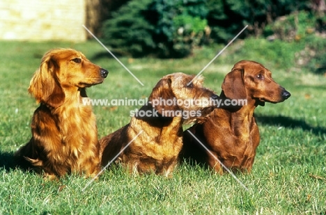 dachshunds in the three coats, long, wire, smooth, frankwen super smart ,ch leiblings joker in the pack, ch malynsa madrigal,  