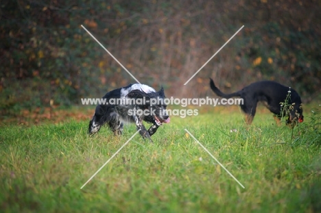 black and white English Setter running in a field, mongrel dog in the background sniffing the grass