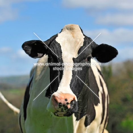 holstein friesian head study