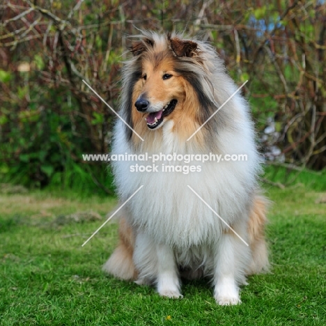 lassie