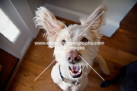 terrier mix looking up with ears out