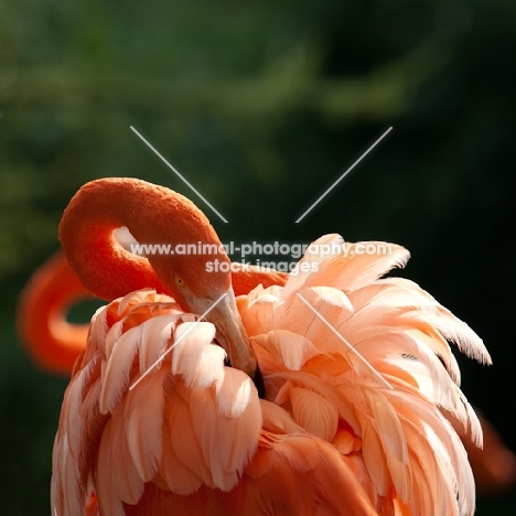 flamingo grooming