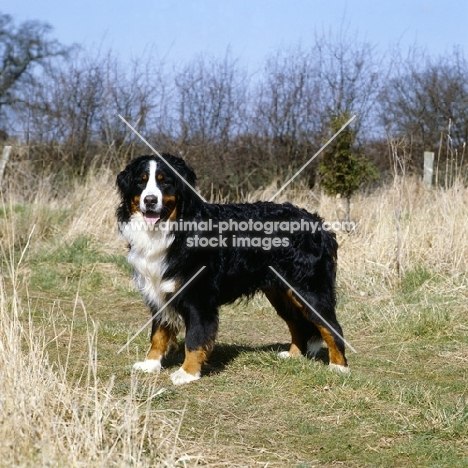 young bernese mountain dog standing in countryside