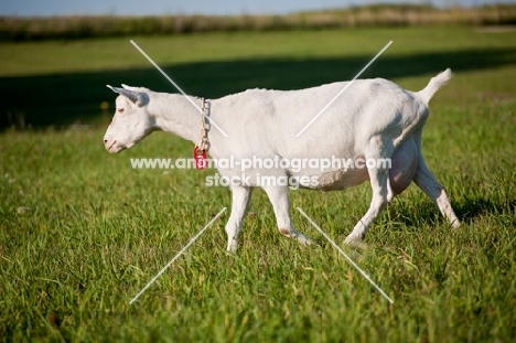 White Saanen dairy nanny goat walking in green pasture