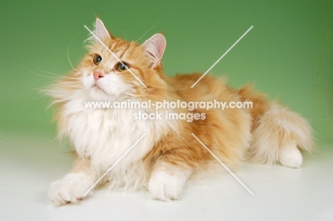 red tabby and white norwegian forest cat
