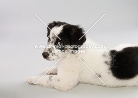 Mixed breed puppy in studio, looking bashful.