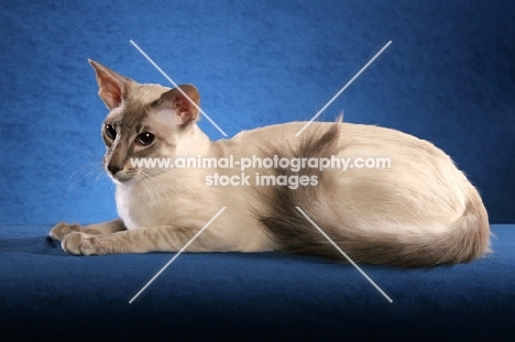 Balinese resting on blue background