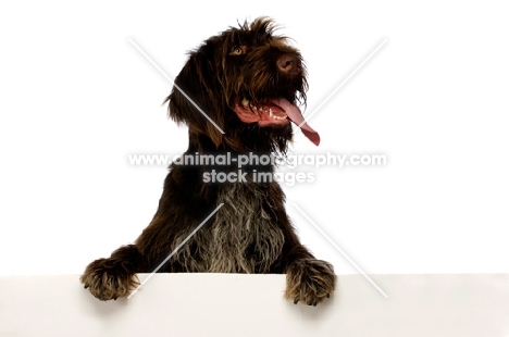 German Wirehaired Pointer leaning on/holding up a blank sign isolated on a white background