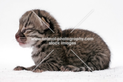 1 week old Geoffroy's kitten, Brown Spotted Tabby