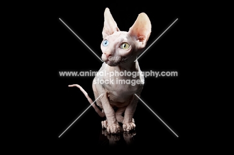 odd-eyed sphynx looking aside camera