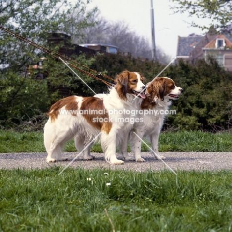 two kooikerhondje dogs standing together