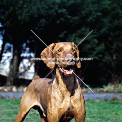 vizsla looking surprised