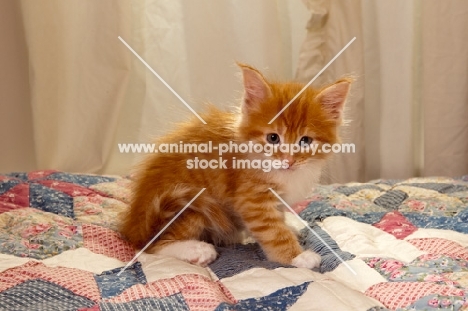 Maine Coon kitten on quilt