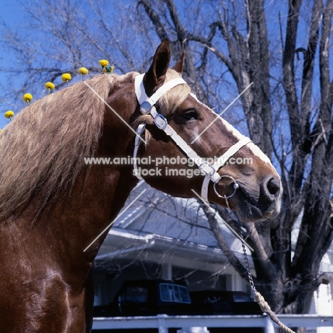 Illini Masterpiece, American Belgian head study