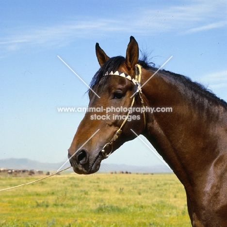 karabair headshot stallion in uzbekistan