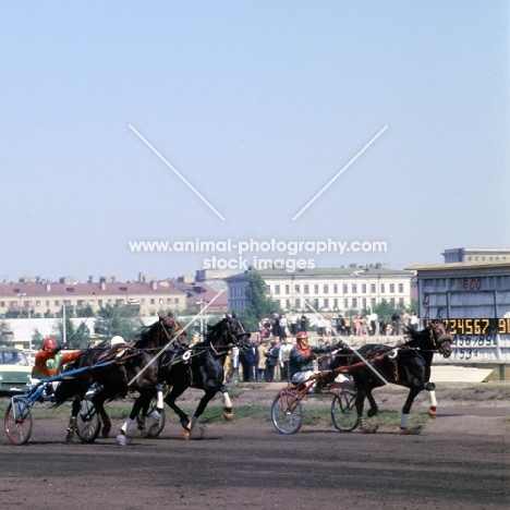 three trotters at moscow races