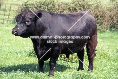 aberdeen angus bull