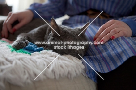Grey cat relaxing on blanket with woman sitting beside