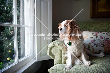 cavalier king charles spaniel looking out window
