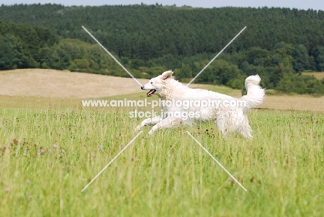 Hungarian Kuvasz running in field