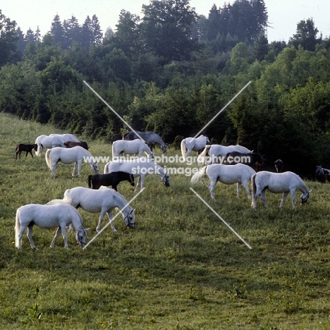 lipizzaner mares and foals in early morning light at piber