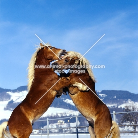 two Haflinger colts prancing together in play fight at fohlenhof, ebbs, austria