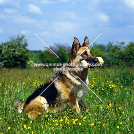 german shepherd dog holding dumb-bell 