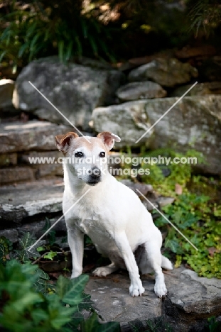 jack russell terrier sitting on patio