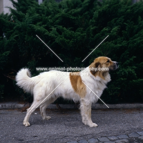 alam-kuh 11 labuti reka, czech mountain dog, cesky horsky, at a show