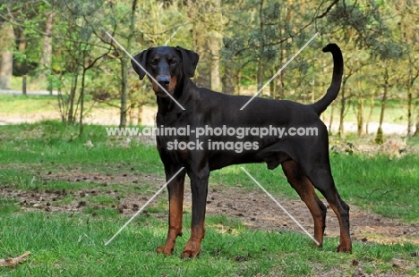 undocked black and tan dobermann