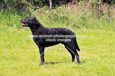 Curly Coated Retriever