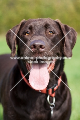 Chocolate labrador portrait