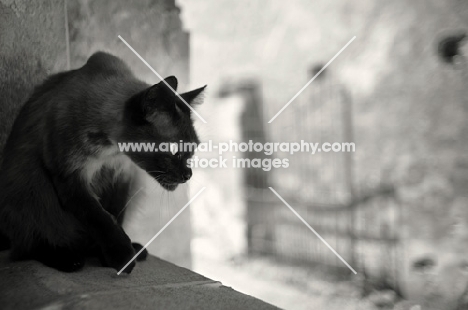 black seal point cat sitting on wall