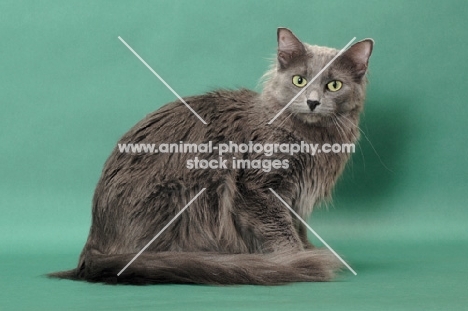 Nebelung cat sitting down on green background
