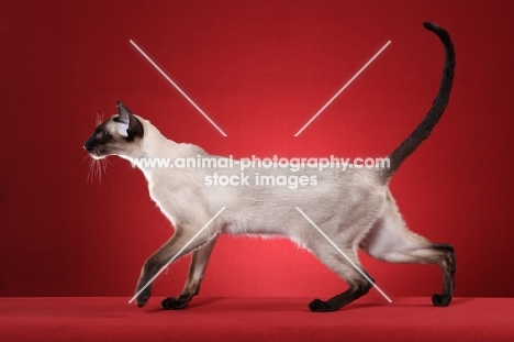 Siamese cat walking in profile against red background