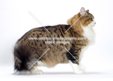 Brown Mackerel Tabby & White Siberian Cat